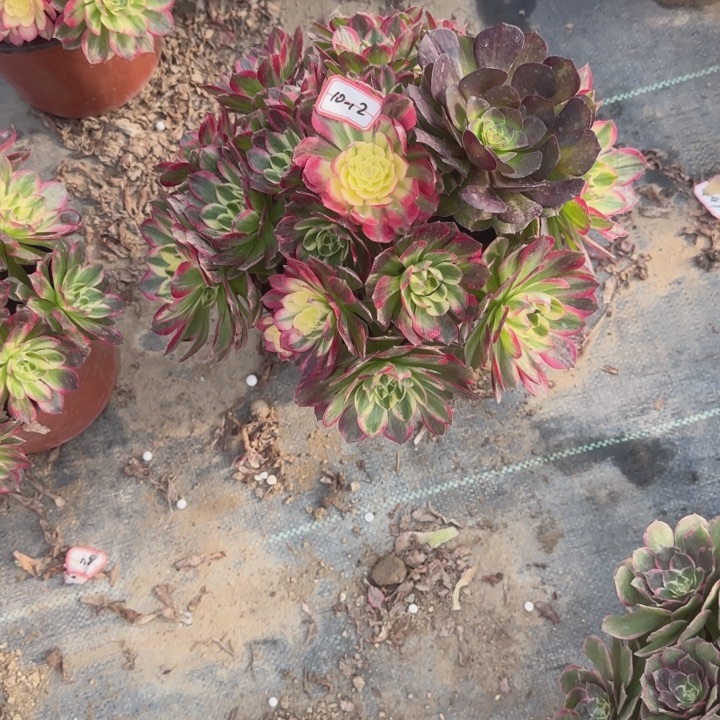 10-12海王多肉不包售后