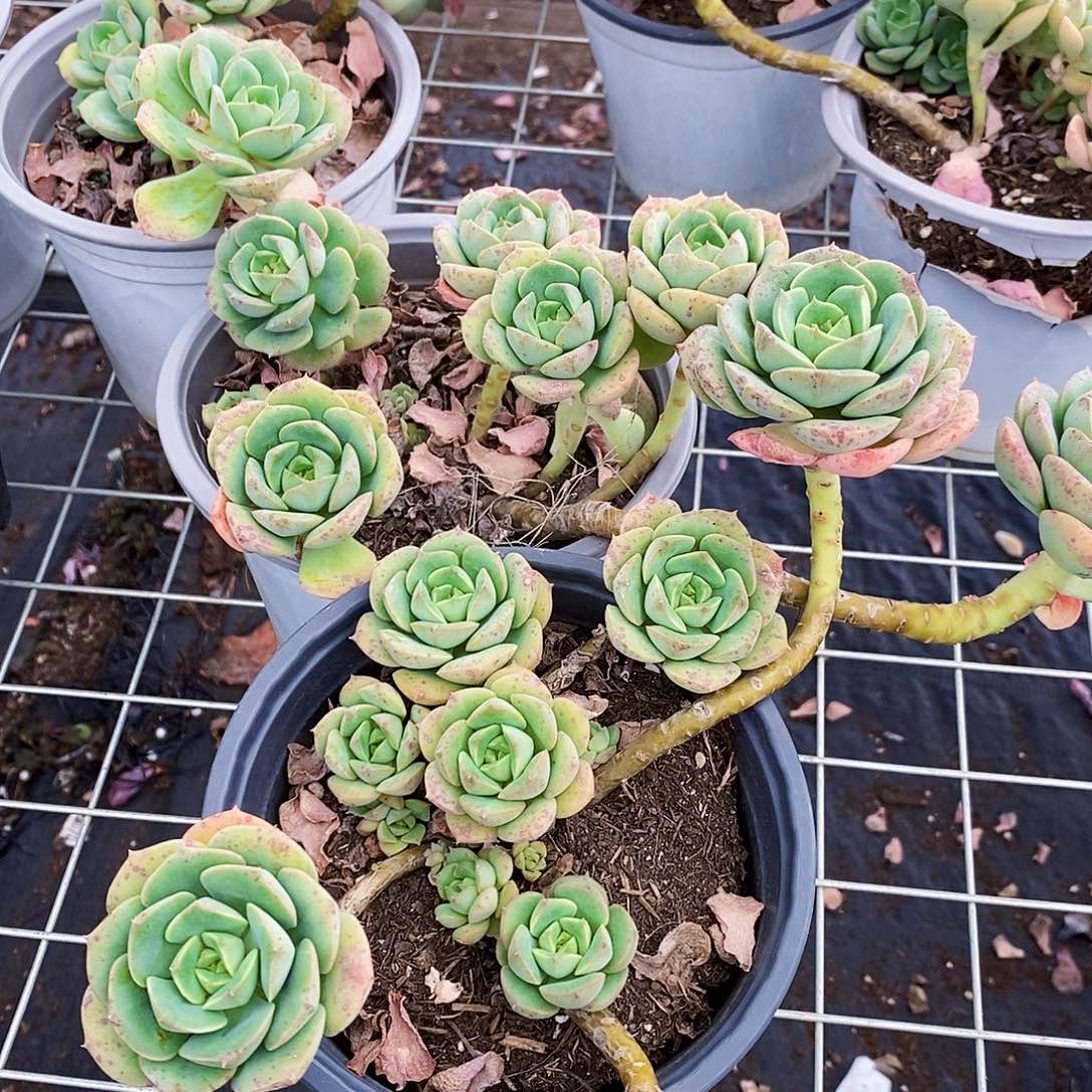 尼可莎拉玫瑰多头群生