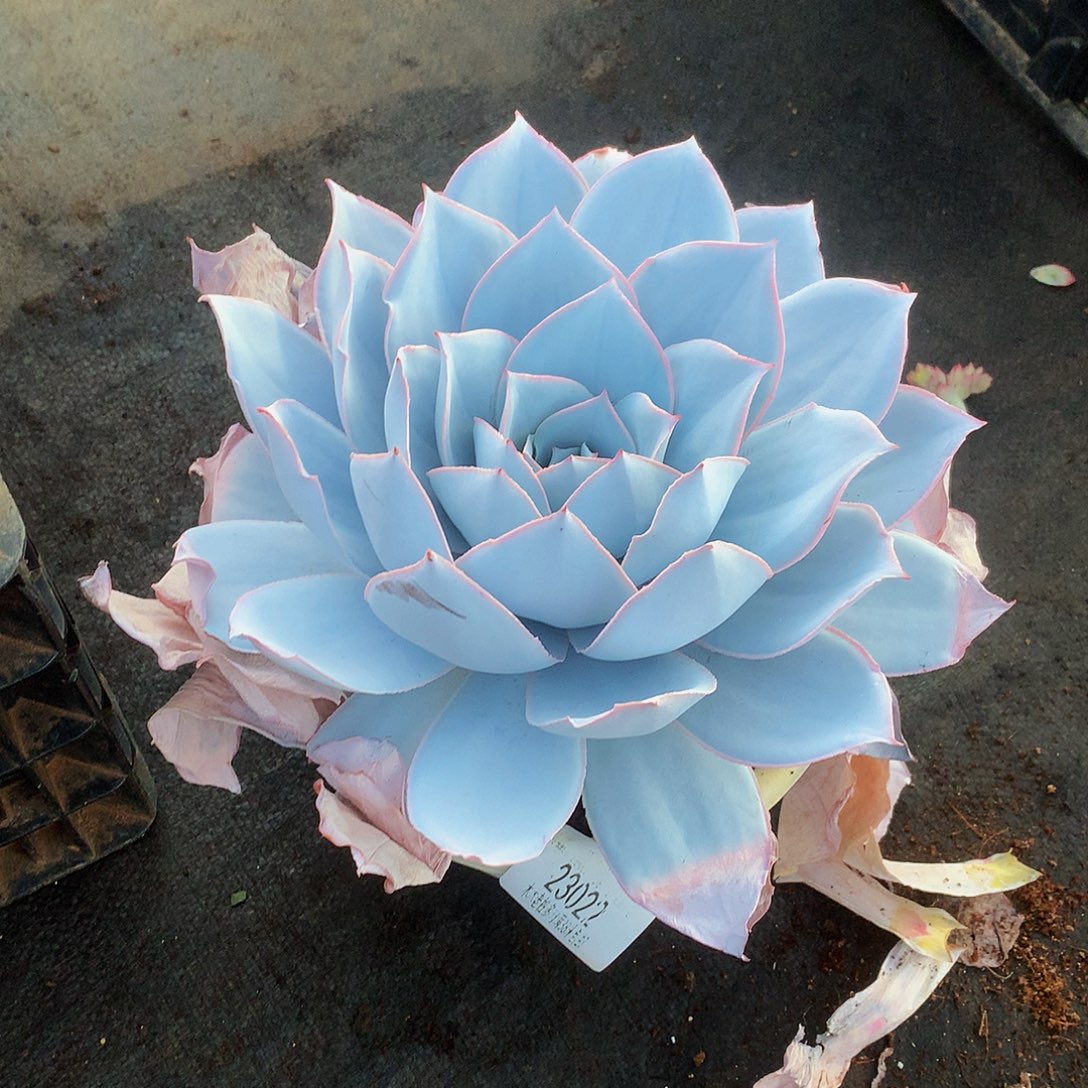       广寒宫多肉23022