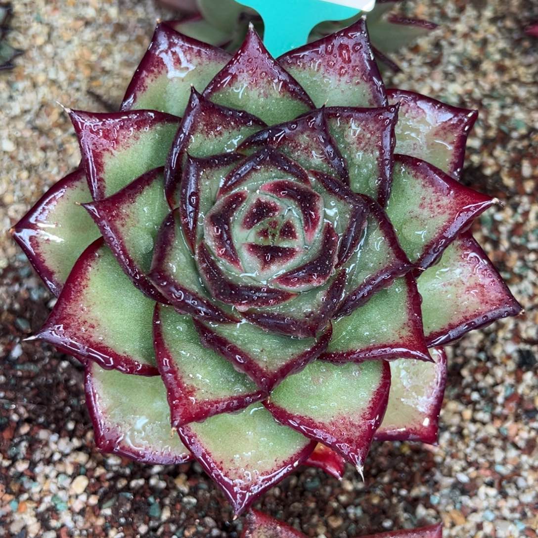 从前慢多肉精选编号0116.233