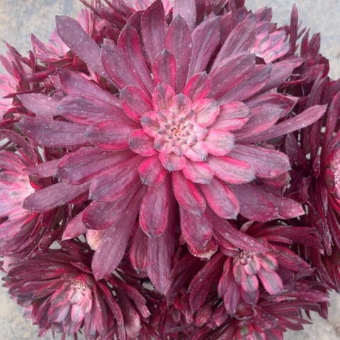 多肉植物紫霞仙子锦。