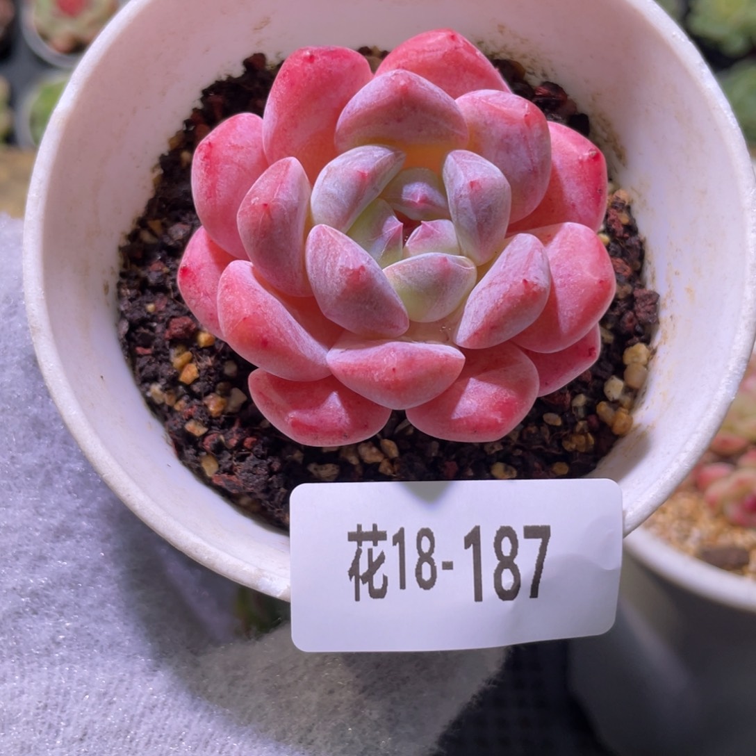 花利美18-187青提