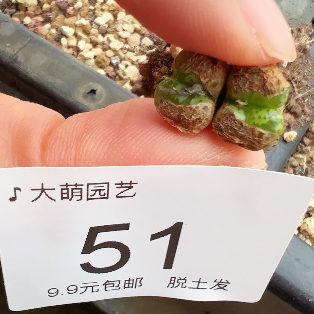 一物一拍绿野仙踪。 51