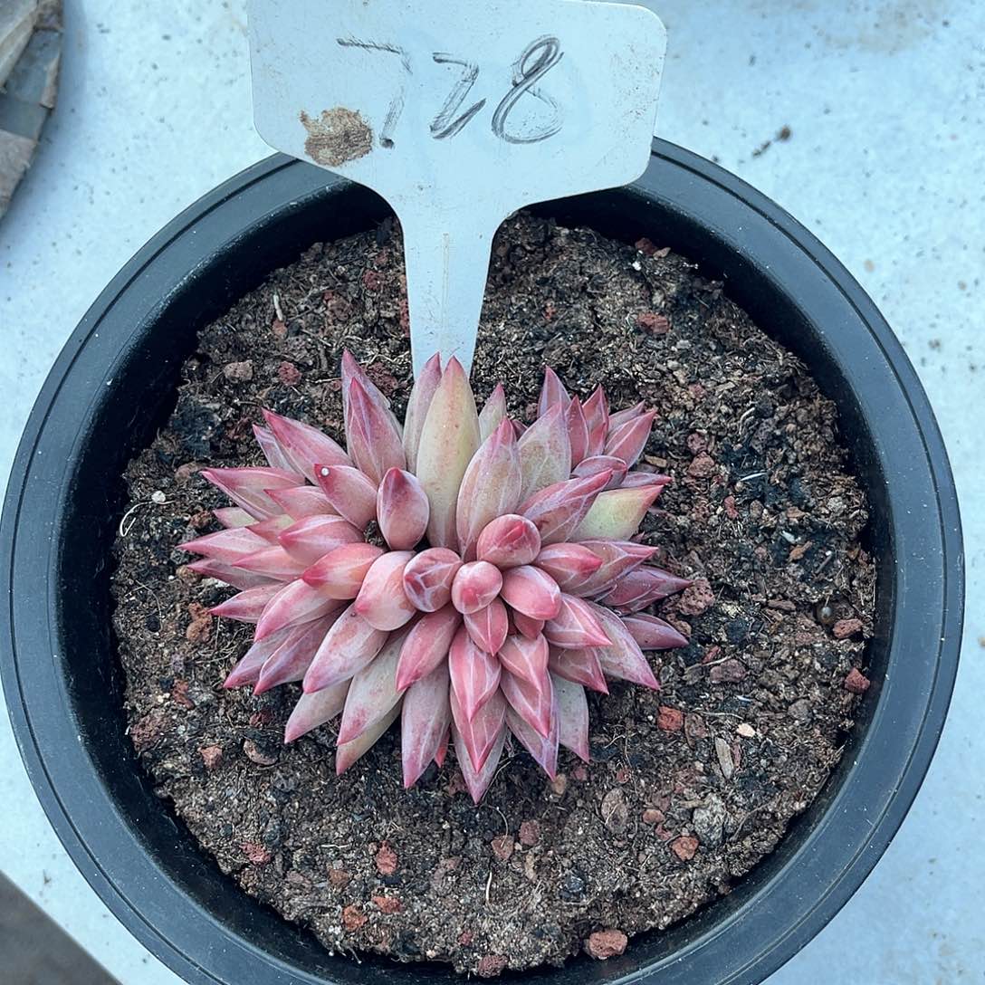 许***城00000000000000728羽毛虞美人