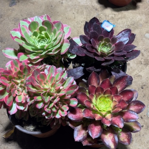 944多肉植物组合