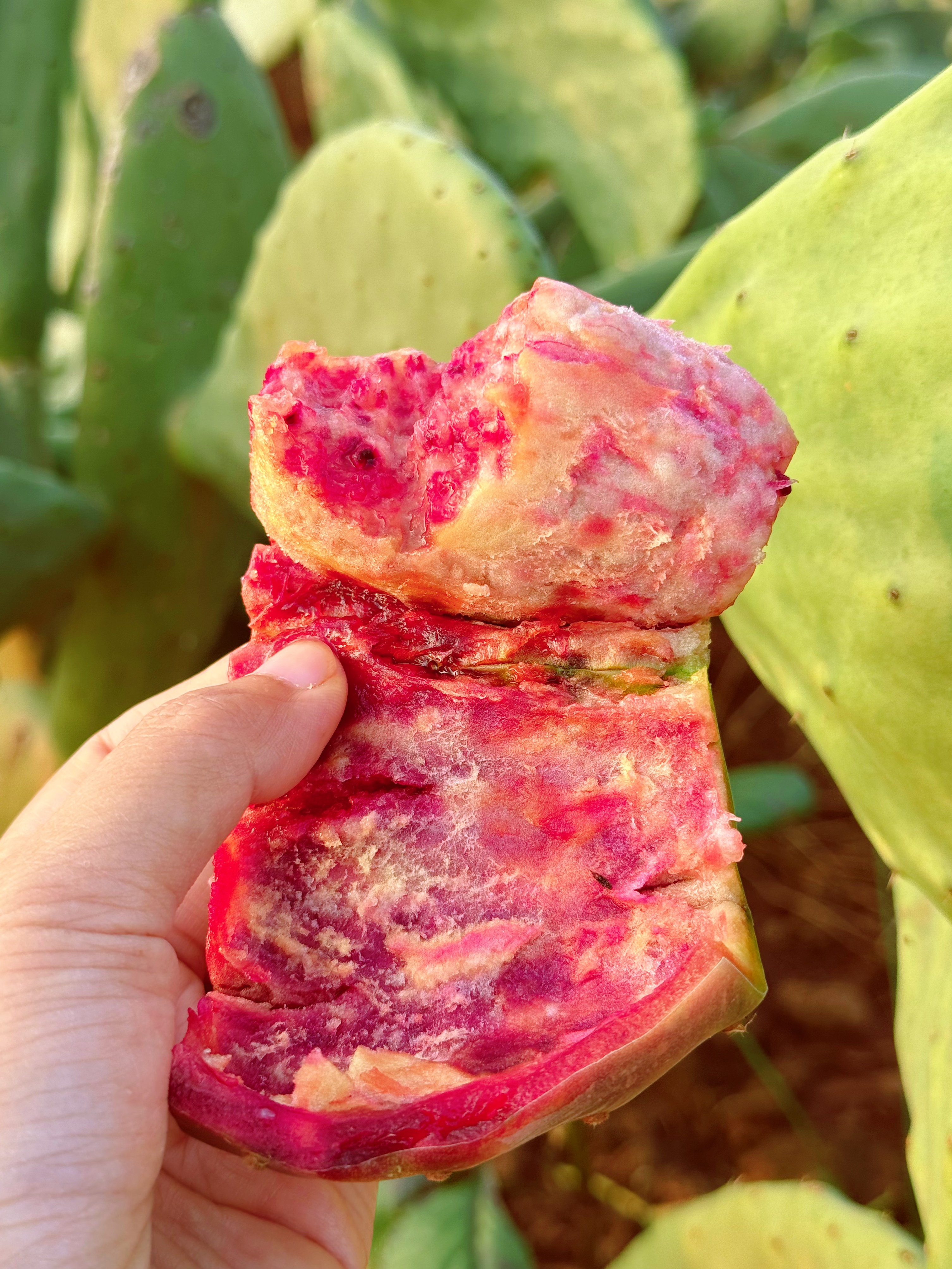 云南正宗 滇红仙人掌片 可食用 可观赏 可做盆景 耐旱