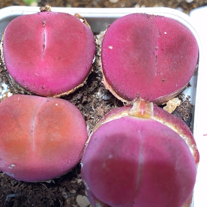 3110一组四颗一组