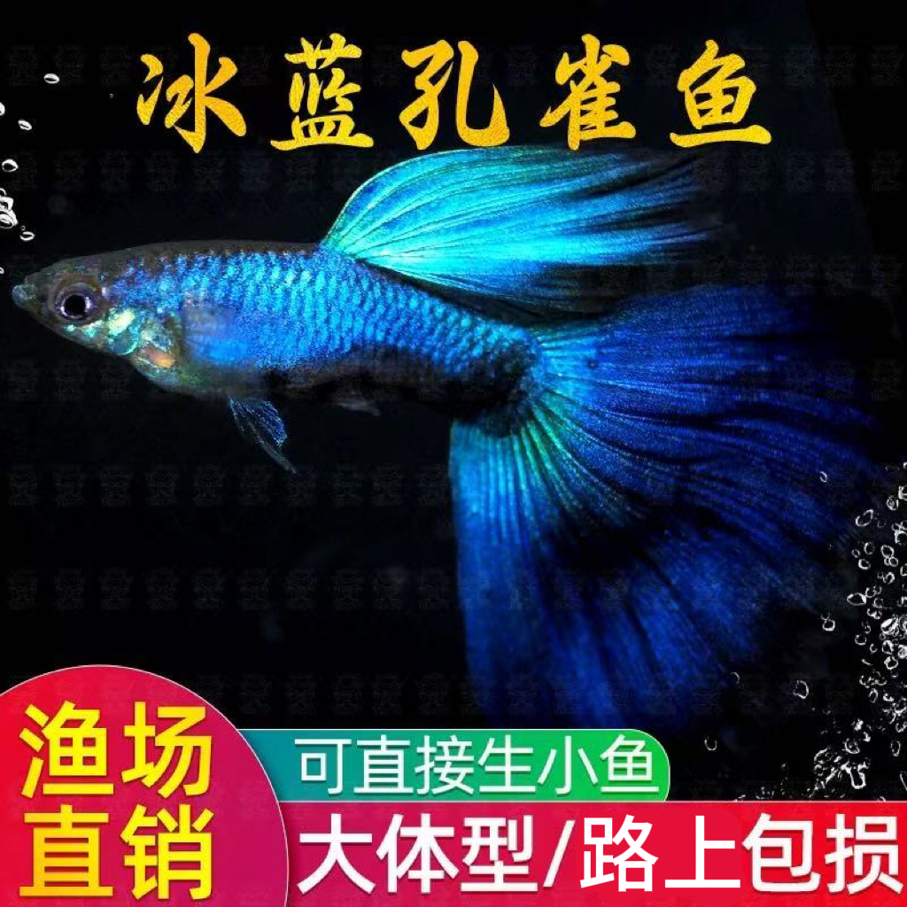 冰蓝孔雀鱼2～3厘米莫斯科冰蓝蓝魔礼服好养直播链接小型热带鱼