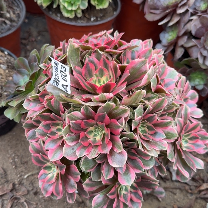 满20包邮，603粉女妖