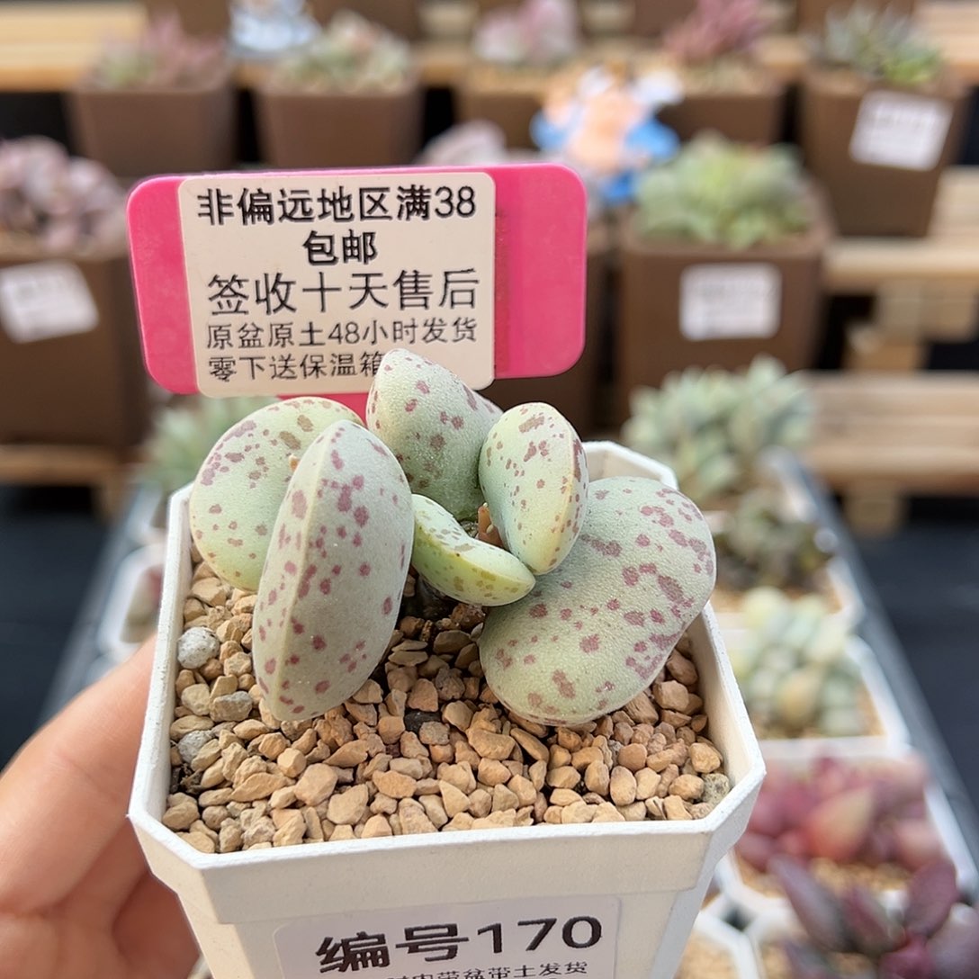 170巨型花蛋多肉