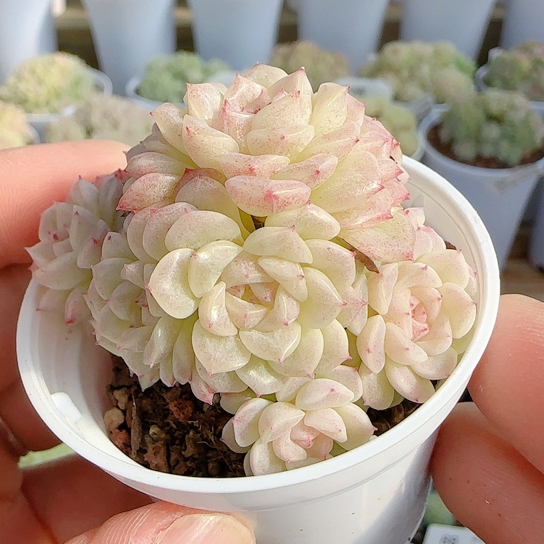 1130-89（xx-58）优选