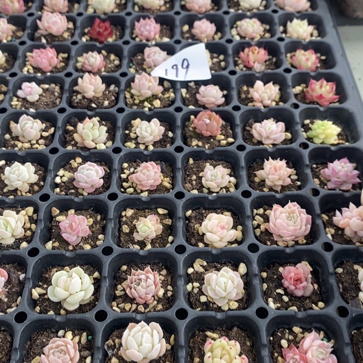 199 多肉植物盆栽花卉