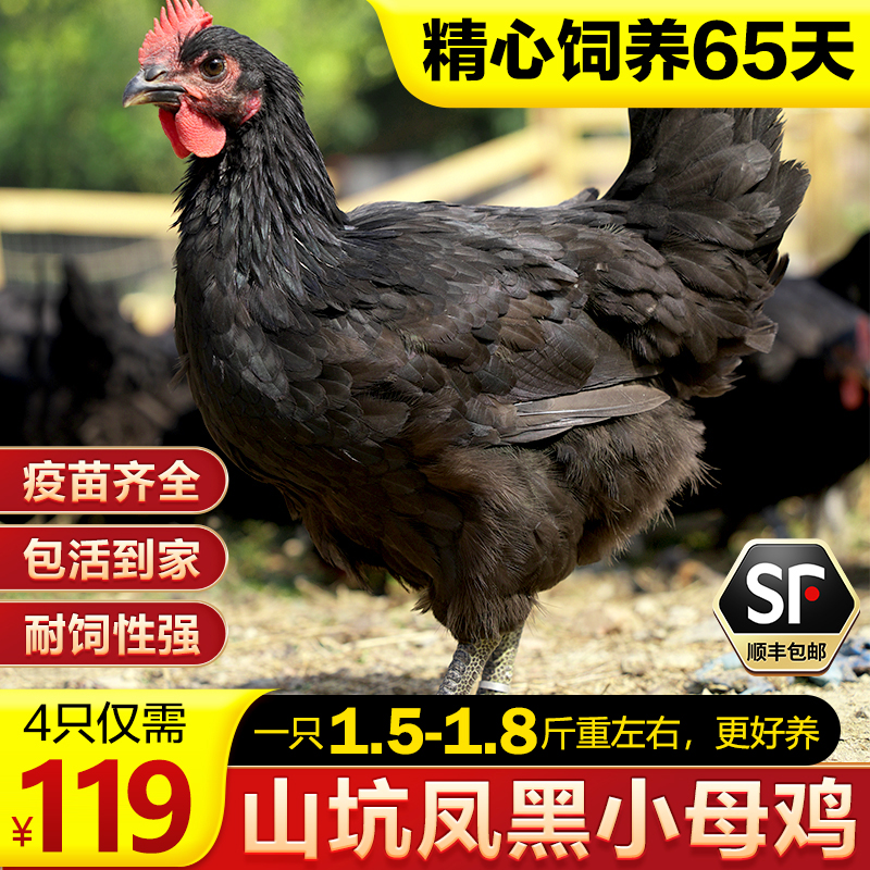 【直播专享 1只1.5-1.8斤左右】青年山坑凤黑小母鸡 好养活 下蛋多B