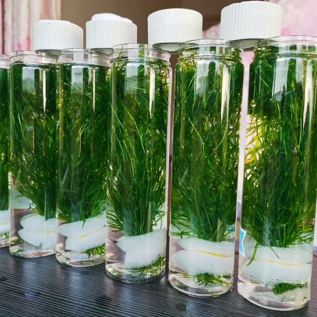 竹节草金鱼藻蜈蚣草新手懒人好养阴性草入缸即可成景