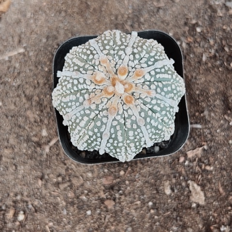 2841实生仙人球的我