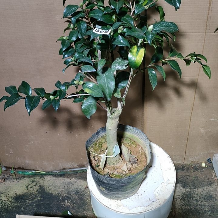 809粉玲珑，原盆原土发货，不包邮