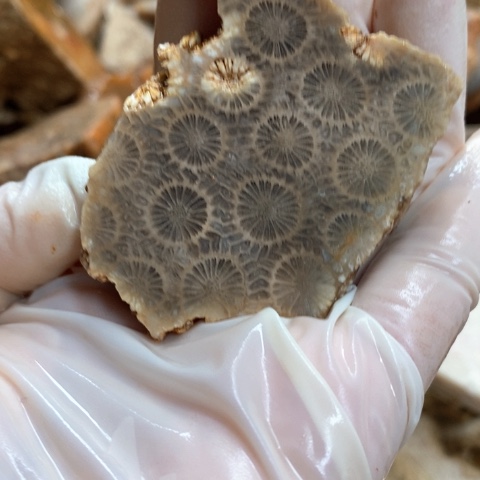 【闪购商品】硅化玉吊坠(不含链)未镶嵌