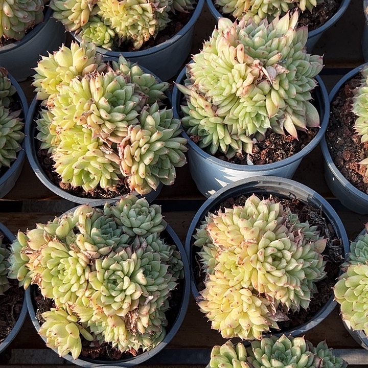   果冻麦杆。     福利多多