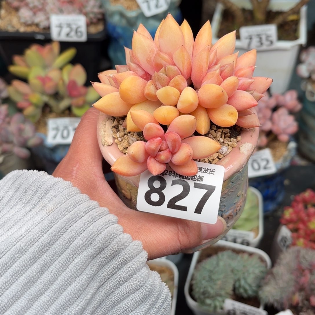 红象牙无盆土发货