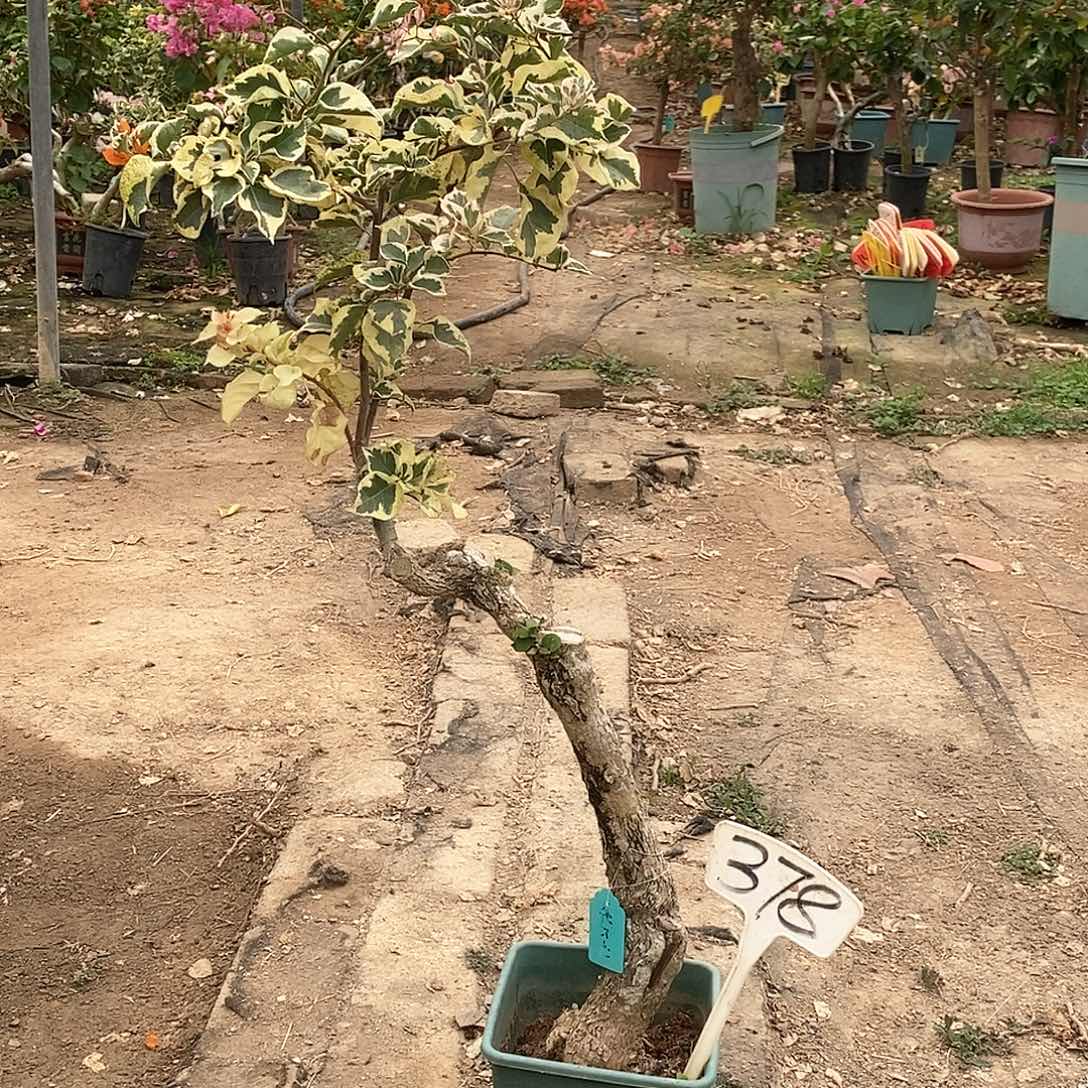 大部分开放少量花苞德玛利378