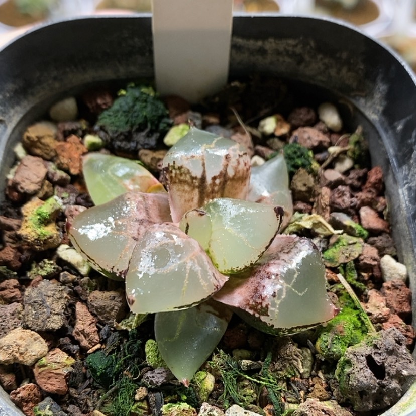 【闪购商品】41冰皇