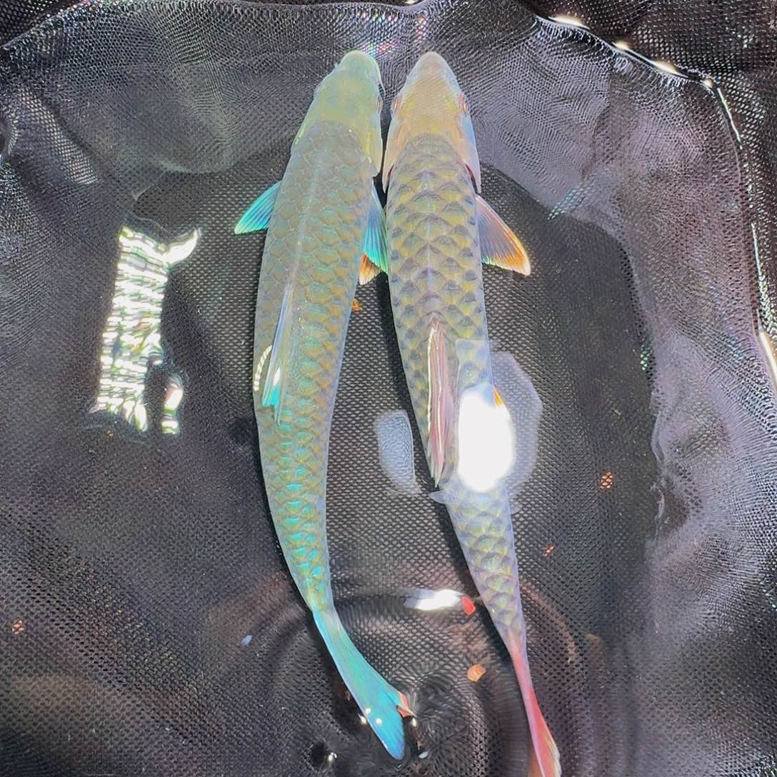 吉罗鱼红腹国节，异口看吉罗