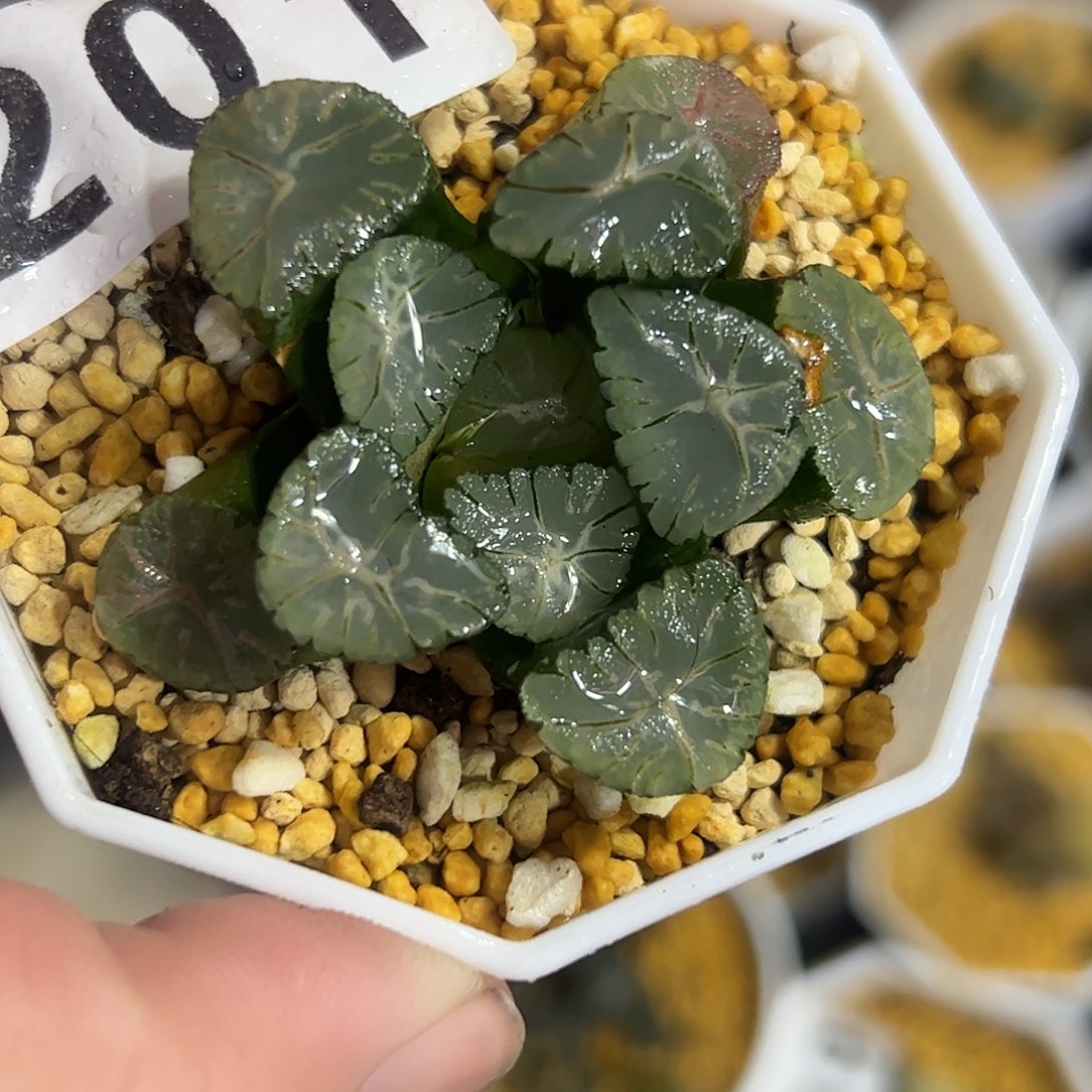 风之谷万象十二卷多肉植物