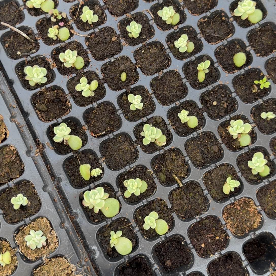 末先生珍妮穴1个满25包邮