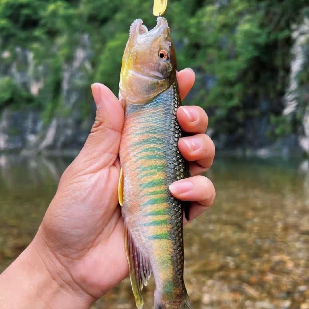 南方马口鱲宽鳍鱲桃花鱼长鳍鱲中华北宽原生鱼冷水观赏鱼好养耐活
