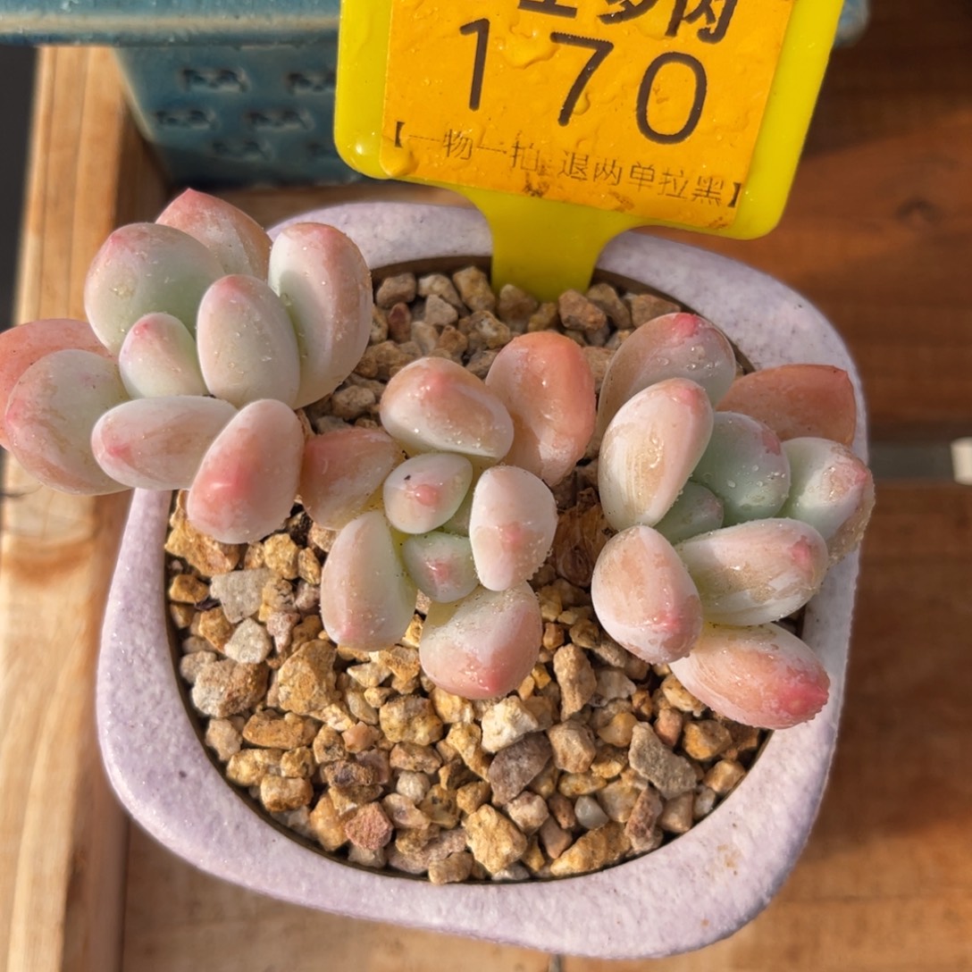 云尘多肉一物一拍170不含盆