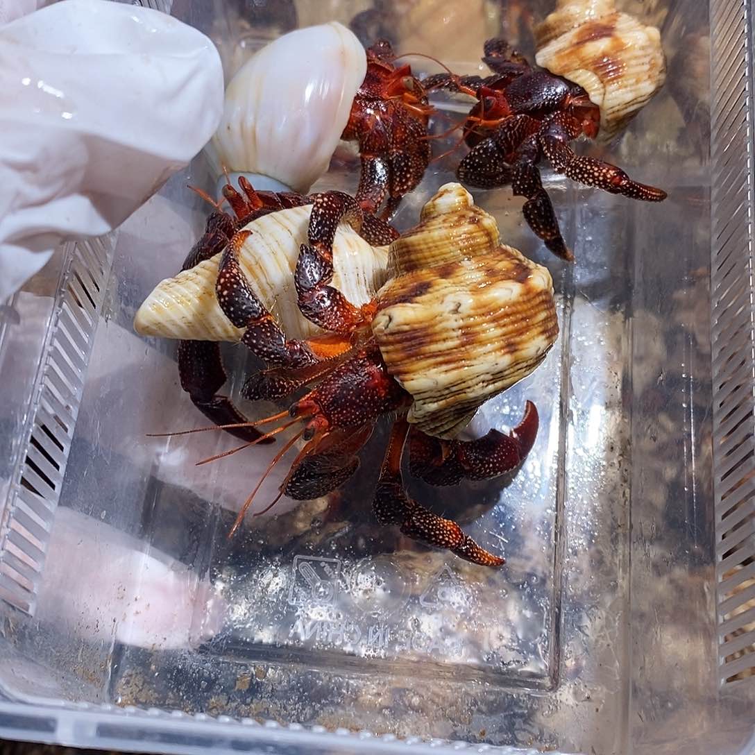 爱****火黑莓呀呀呀哈哈哈