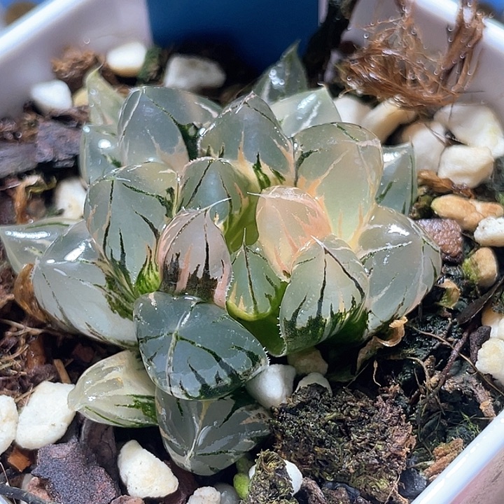 795正版水晶玉露锦福利
