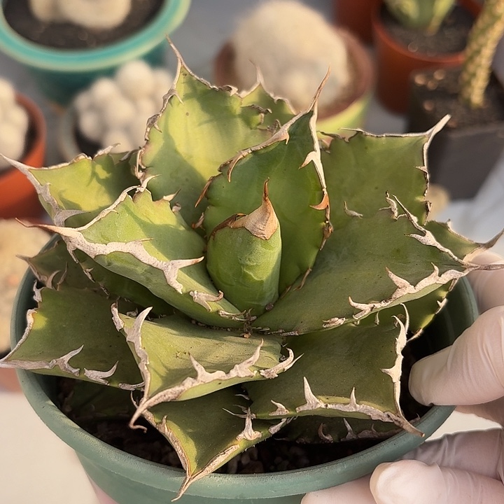 龙舌兰仙人球123