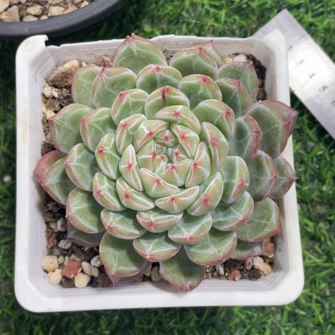 雪花珍妮冠幅11 公分一物一拍