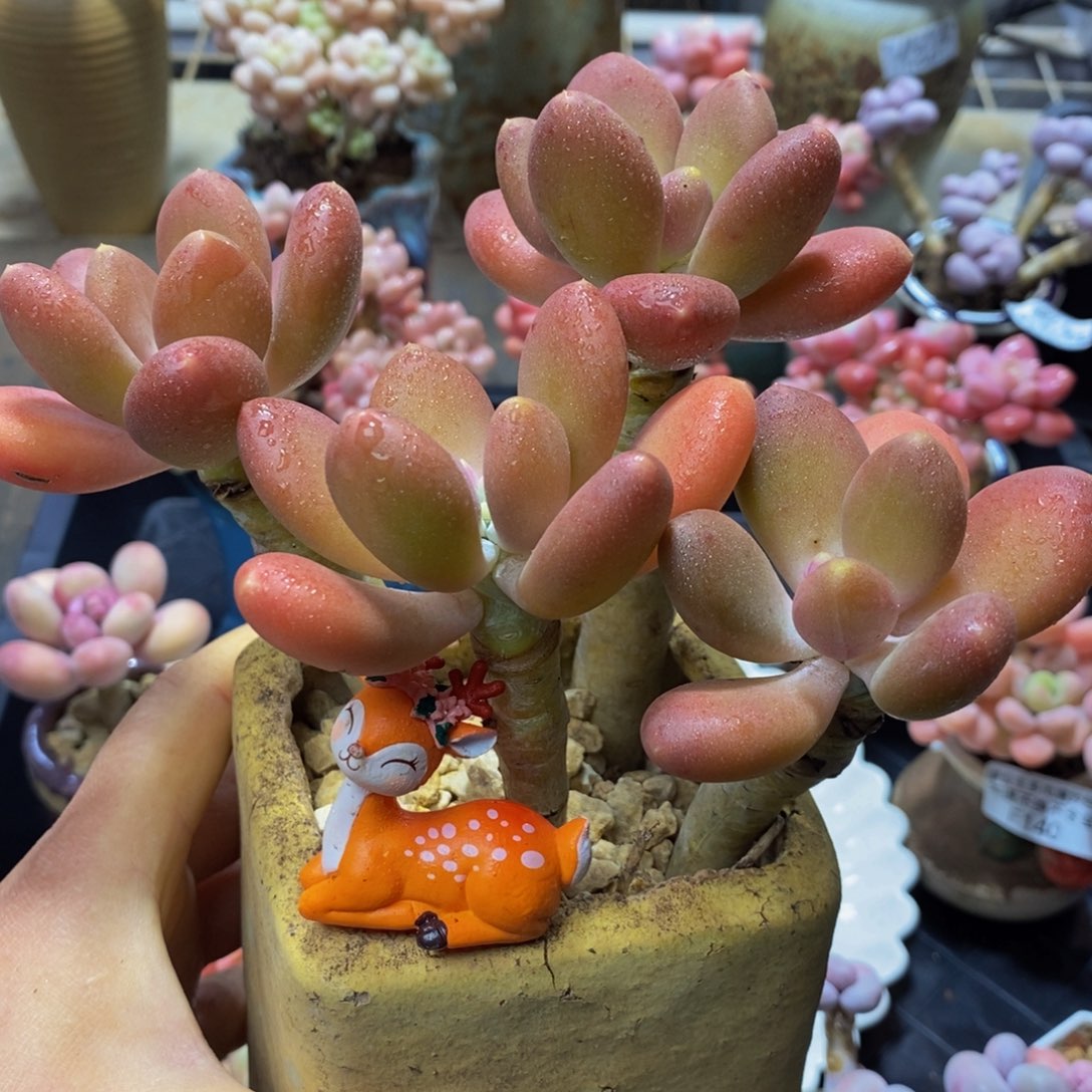 308！芒果奶16？厘米