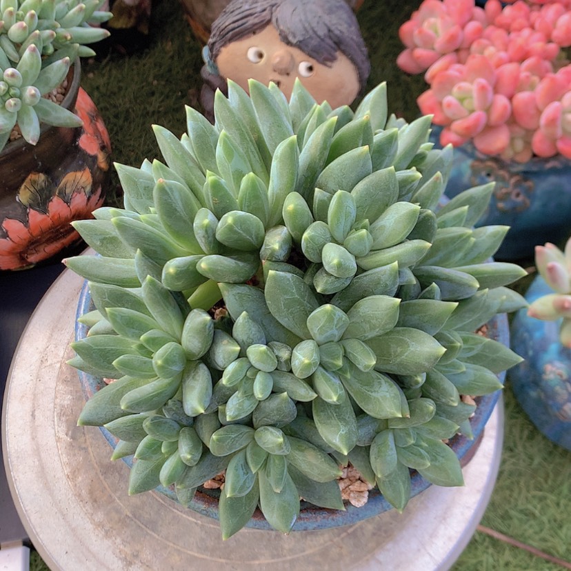 【闪购商品】彩虹重楼