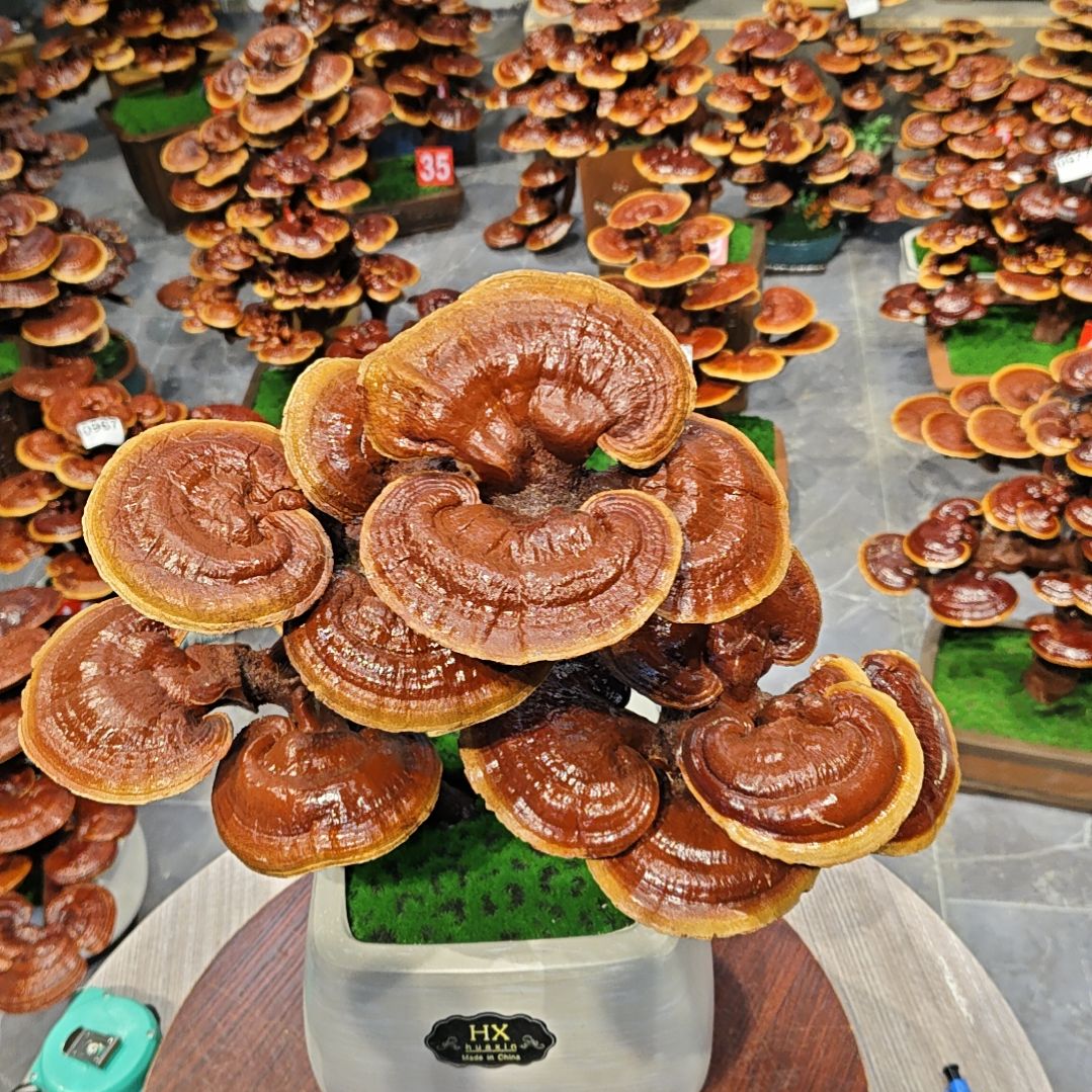 赤灵芝灵芝盆景灵芝盆景高端