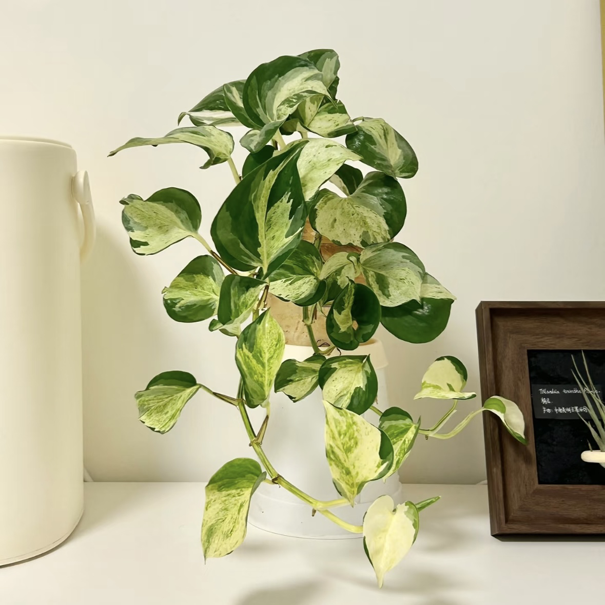网红快乐叶子油画绿萝垂吊爬藤室内净化空气好养活绿植绿植盆栽