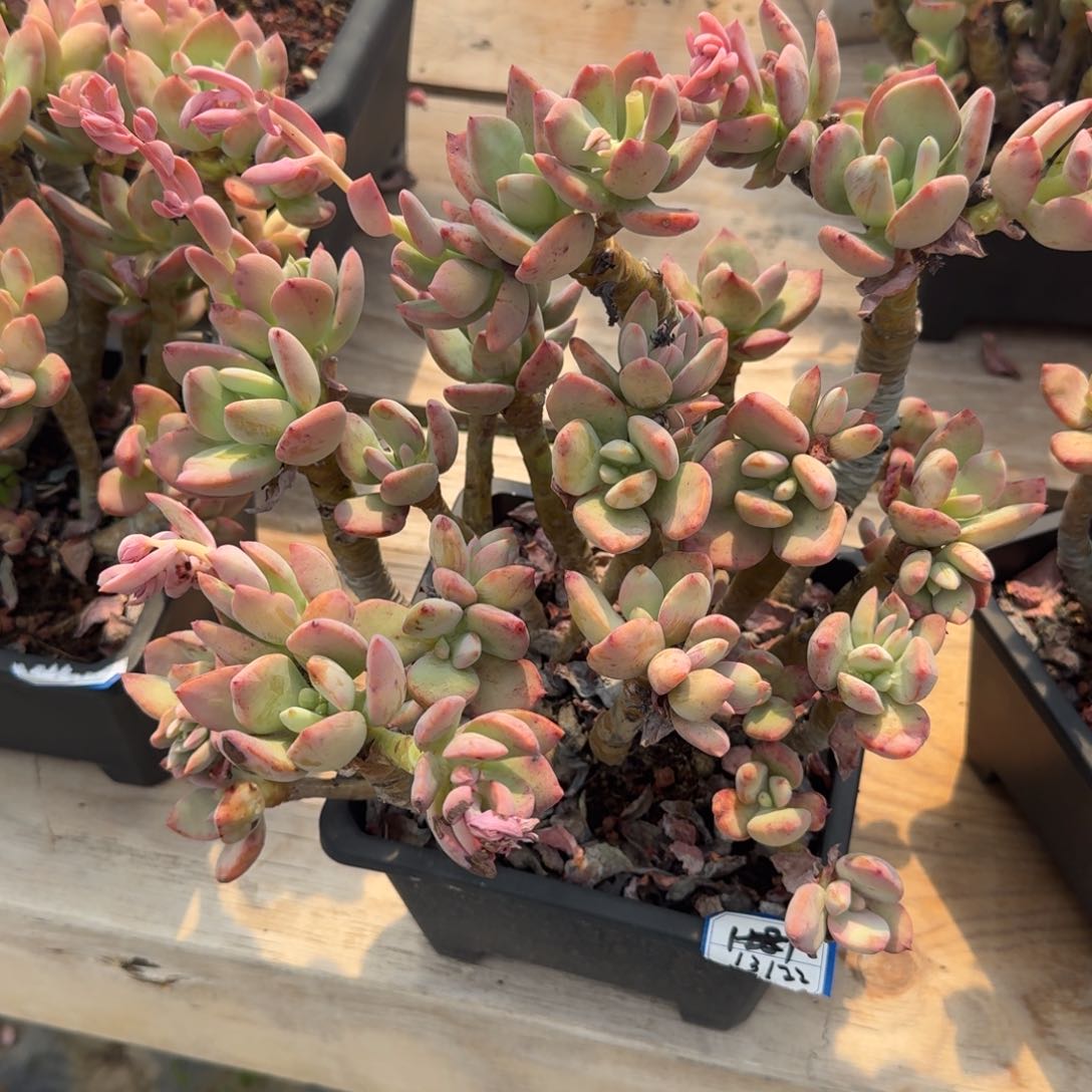 13122芒果美人凡艺多肉