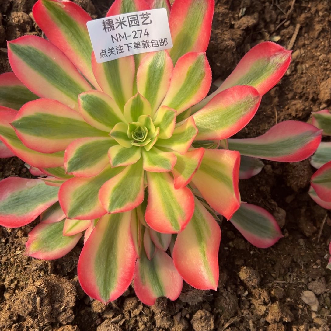 粉女巫多肉植物274