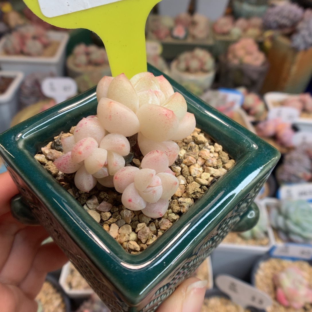34四头冰玉多肉植物