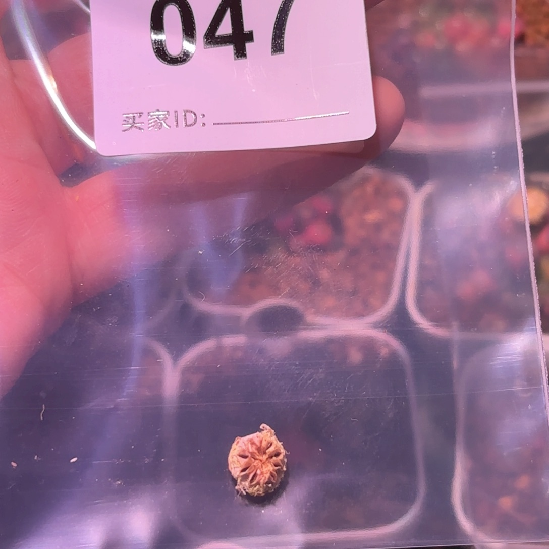 1个种荚47号五十铃玉锦多肉植物锦一物一拍