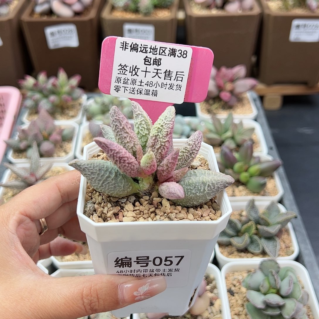 057融冰多肉植物