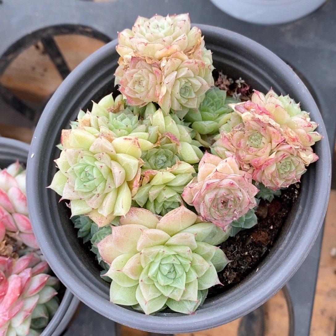 精品多肉一物一拍不包整159