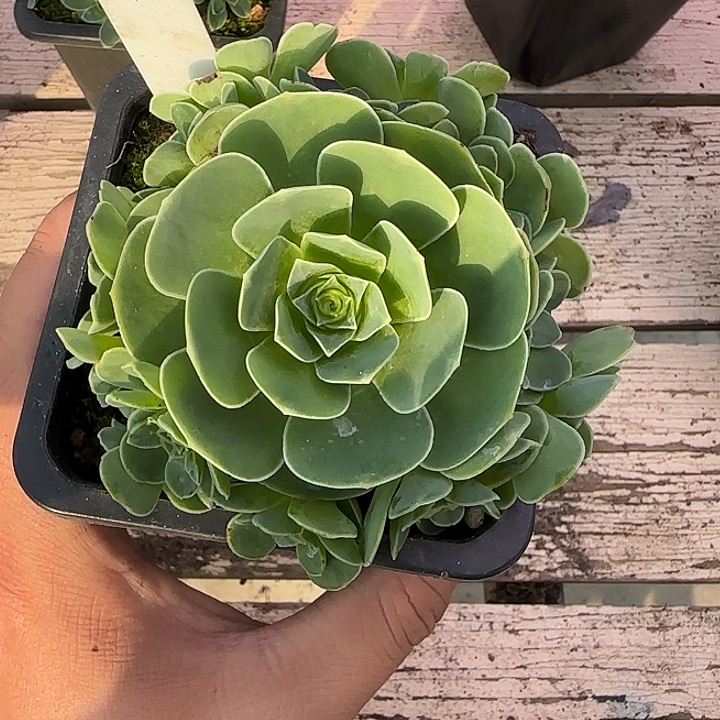 好***好山地地玫瑰一物一拍，带盆发1号