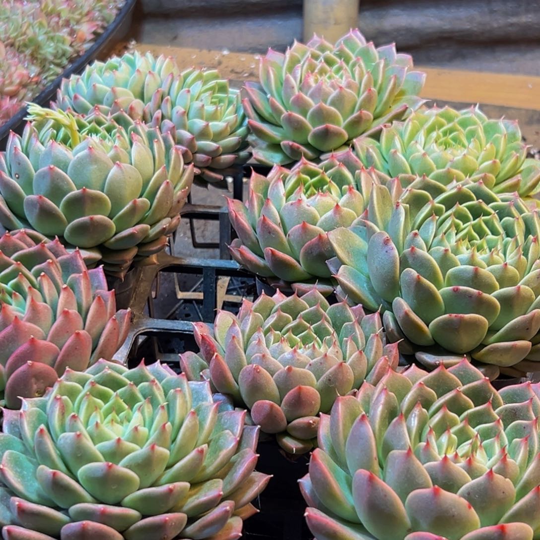 610多肉葡萄的味道是什么味道的