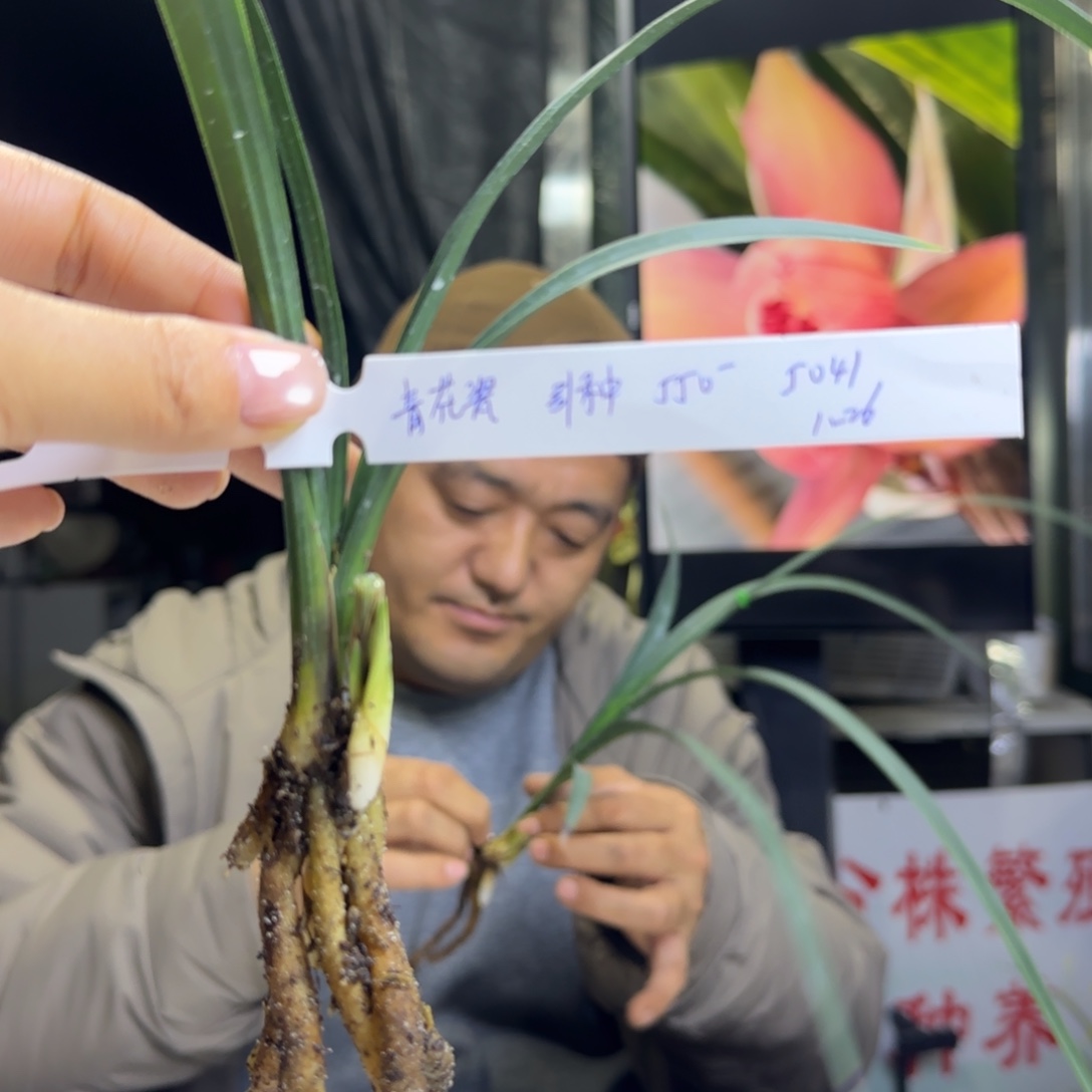 张***亚完全开放春剑青花瓷寄养