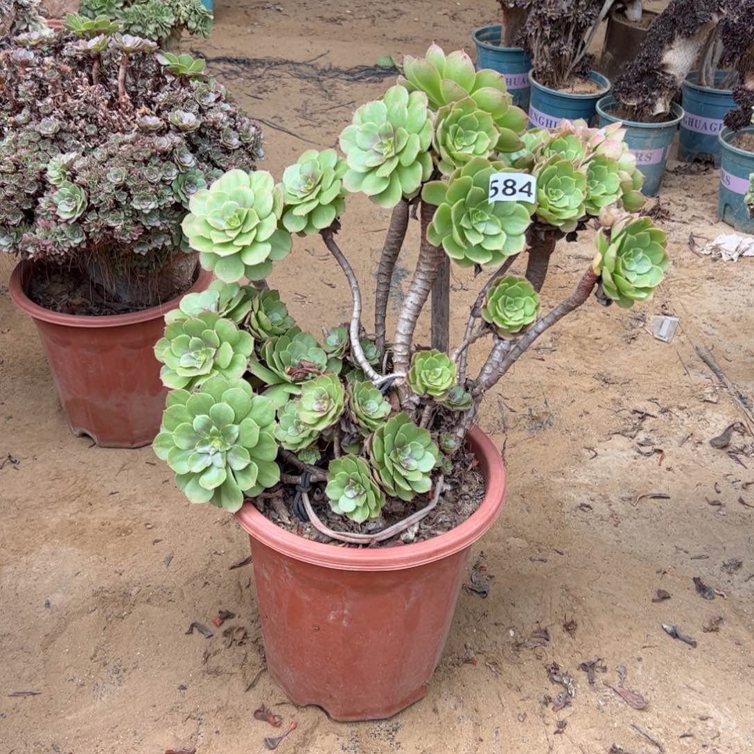 用***5万丛林有伤584冠服44送个小手捧