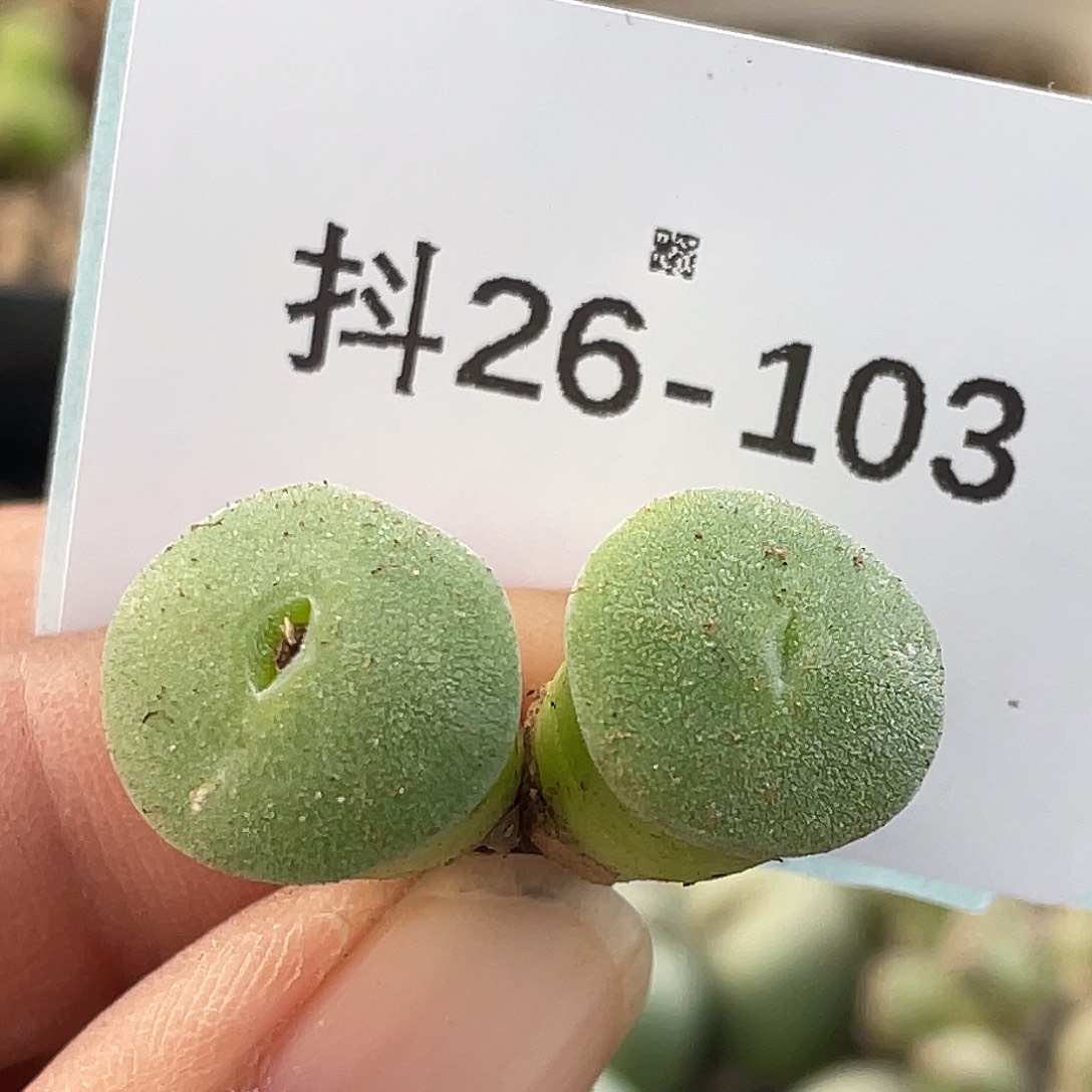 26-103毛钮扣多肉植物