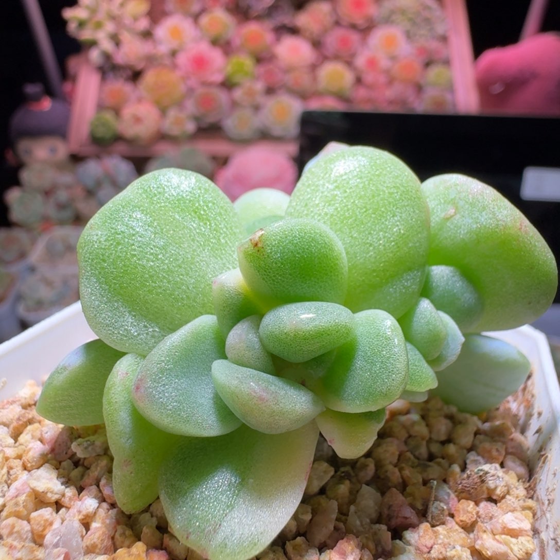 冰玉石化带锦哈哈哈